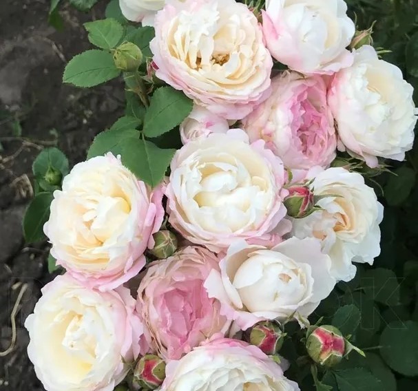 Роза Андре Брише (Имка Марина) Шраб