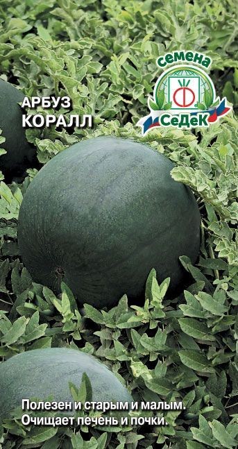 Арбуз Коралл Седек