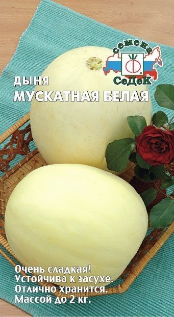 Дыня Мускатная белая Седек