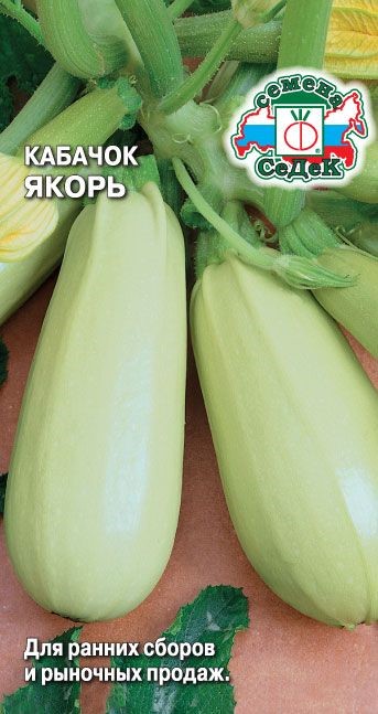 Кабачок Якорь Седек