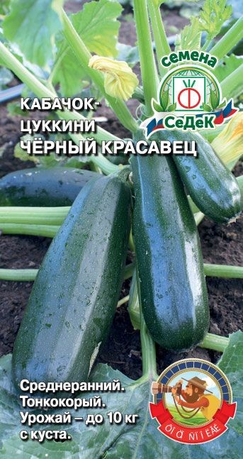 Кабачок Черный красавец Седек