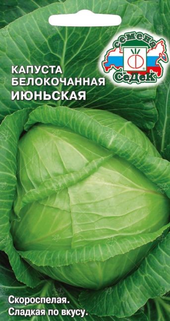 капуста Июньская (Б/К) Седек