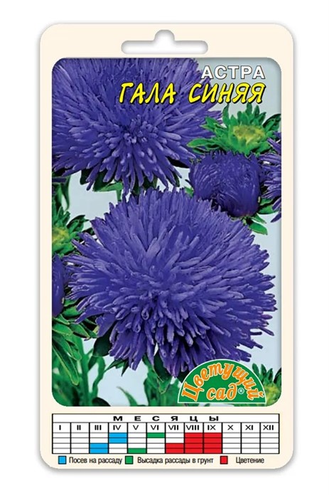 Астра Гала синяя (Цв сад)