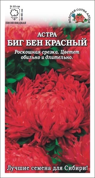 Астра Биг Бен красный (Золотая сотка)