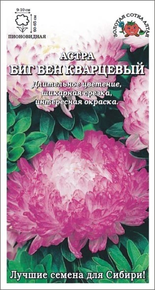 Астра Биг Бен кварцевый (Золотая сотка)