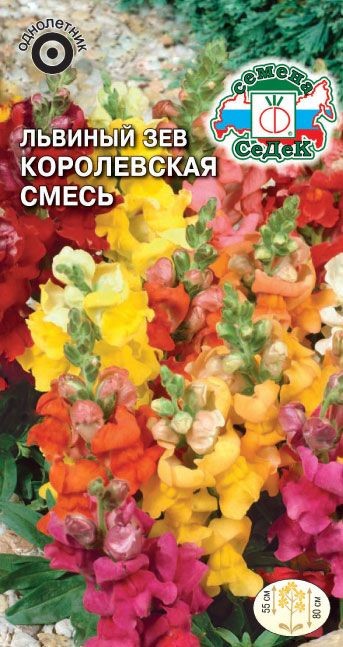 Львиный зев Королевская Смесь (высокий) Седек