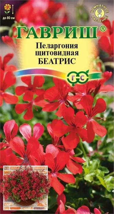 Пеларгония Беатрис ампельная 3шт ГШ