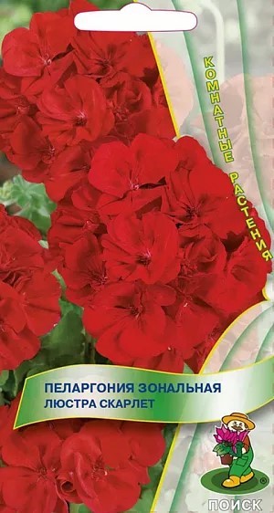 Пеларгония зональная Люстра Скарлет 5шт ПЦц