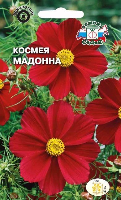 Космея Мадонна (бипиннатус, рубиново-красная) Седек