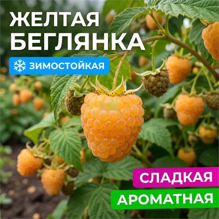 Малина перспективные сорта Беглянка/КЛюкс