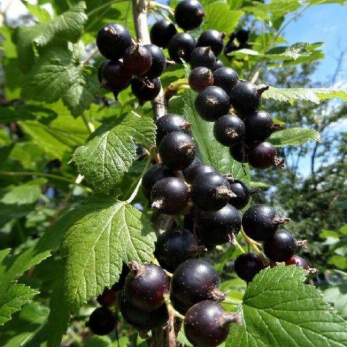 Смородина черная традиционные сорта Сенсей/ЦКор