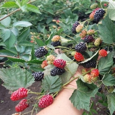 Ежевика Каддо/ЦКорЛюкс