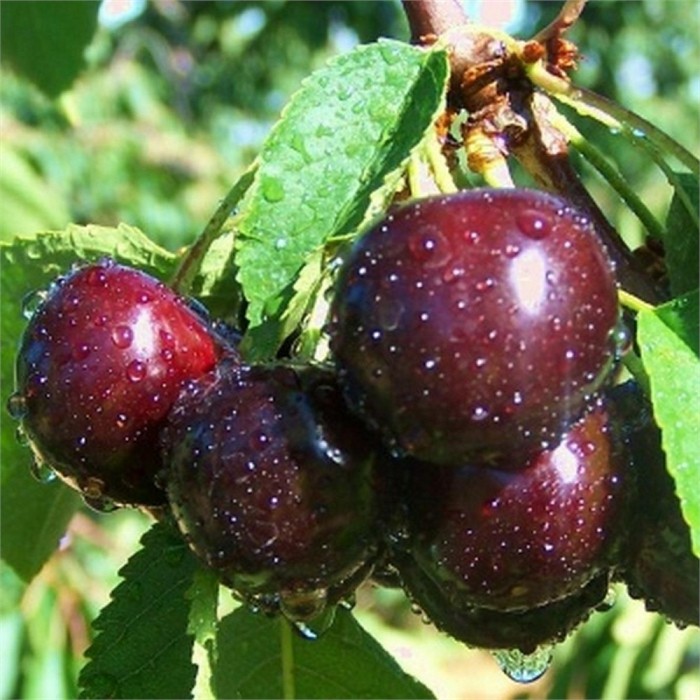 Вишня Эффектная (дюк)