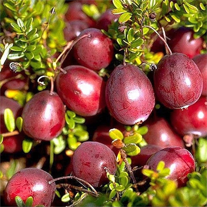 Клюква крупноплодная Баин 6