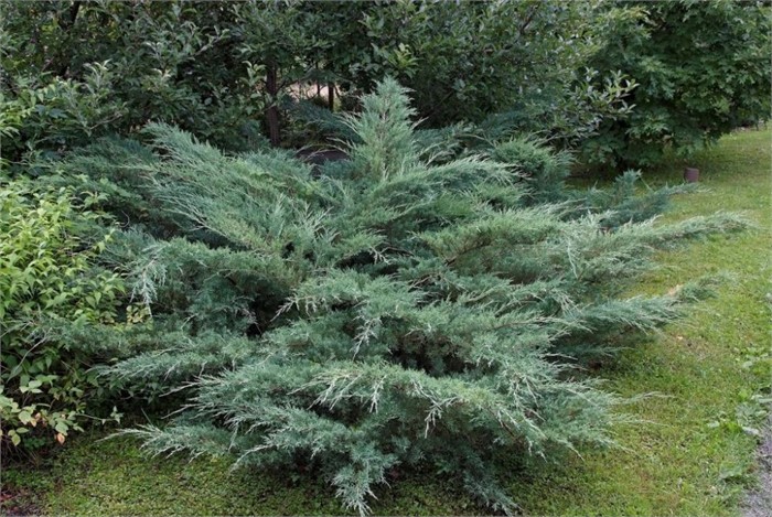 Можжевельник средний Хетци