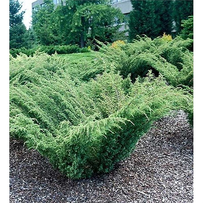 Можжевельник Обыкновенный Juniperus Communis Barton