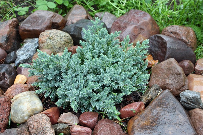 Можжевельник Чешуйчатый Juniperus Squamata Holger