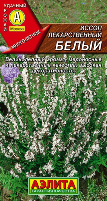 Иссоп лекарственный белый