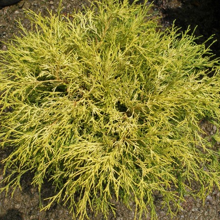 Кипарисовик Горохоплодный Chamaecyparis Pisifera Sungold P9 Садовита