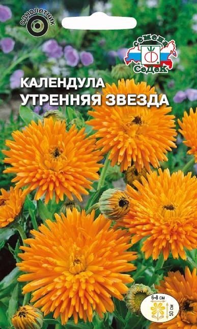 Календула Утренняя Звезда (оранжевая) Седек