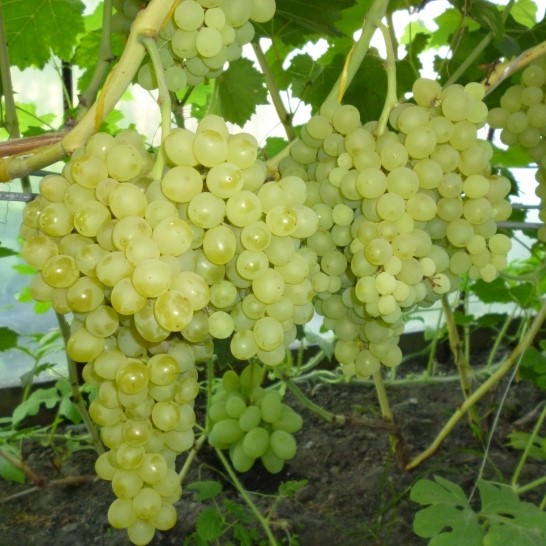 Виноград плодовый Кишмиш №342