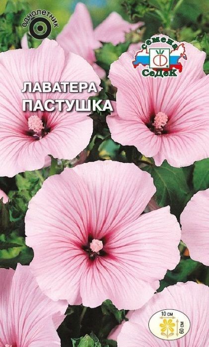Лаватера Пастушка (трехмесячная серия Регис) Седек