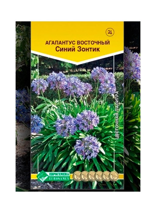 Агапантус Синий Зонтик восточный 7шт Евросем