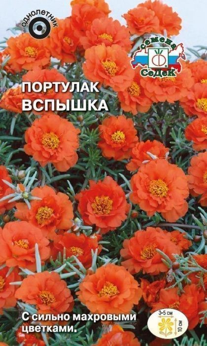 Портулак Вспышка (крупноцветковый, махровый, оранжевый) Седек