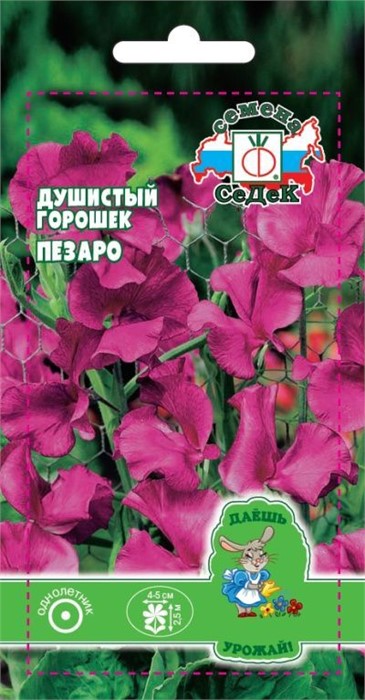 Душистый Горошек Пезаро (Спенсер, темно бордово-красный) Седек