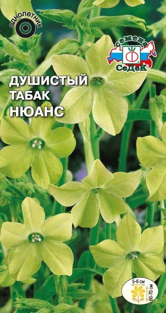 Душистый Табак Нюанс зелёный Седек