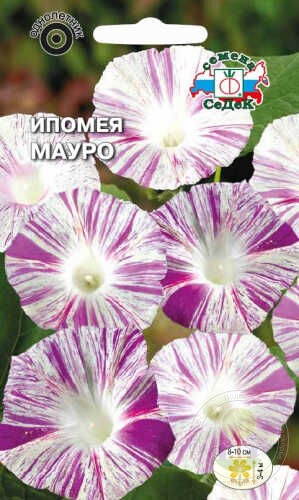 Ипомея Мауро (тип пурпурная, белая с малиновыми штрихами) Седек