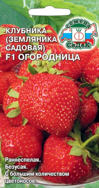 Клубника Огородница F1 (земляника садовая) 15шт Седек 79871 - фото 31087