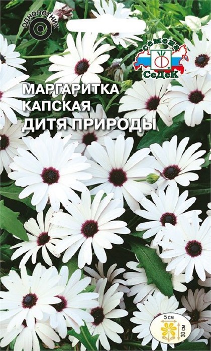 Маргаритка капская Дитя природы (/остеоспермум/) Седек