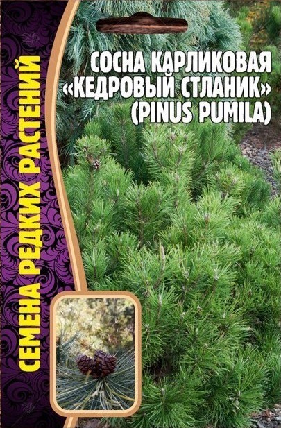 Сосна Кедровый Стланик карликовая 5шт Ред.сем