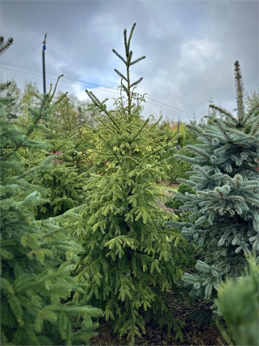 Ель сербская С2 1шт/Picea omorika