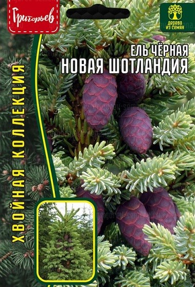 Ель Новая Шотландия черная 20шт Ред.сем