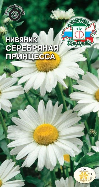 Нивяник Серебрянная принцесса (низкорослый, крупноцветковый) Седек