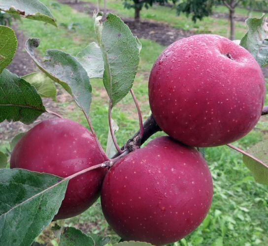 Яблоня красномякотная Байя Мариса