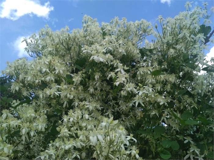 Клематис жгучий