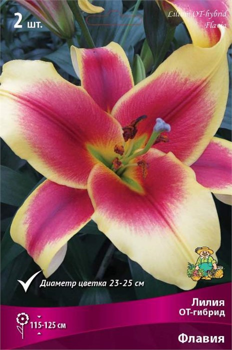Лилия Флавия ОТ-гибрид луковица 14/16