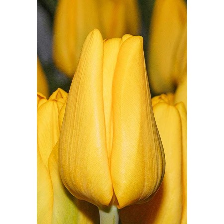 Тюльпан Карактер 11/12 75 шт Садовита 121149 - фото 31337