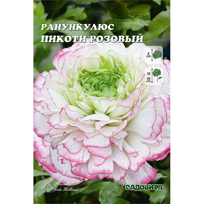 Ранункулюс Розовый 6/7 10 шт Садовита