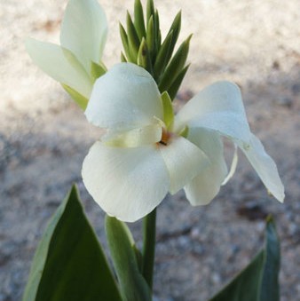 Канна Тропикал 1,5л