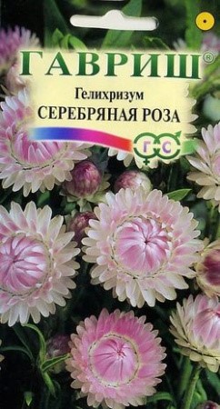 Гелихризум Серебряная роза Гавриш