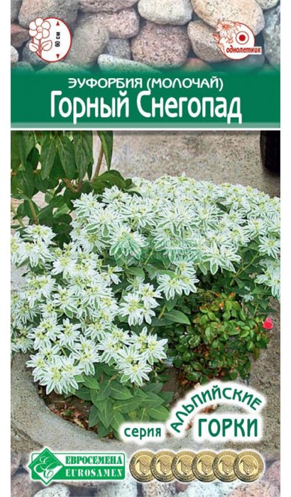 Эуфорбия молочай окаймленный Горный Снегопад 10 шт ЕвроСем