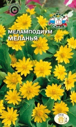 Меламподиум Меланья Седек