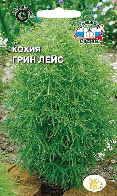 Кохия Грин лейс( веничная) Седек