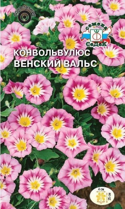 Конвольвулюс Венский Вальс ( розовый) Седек
