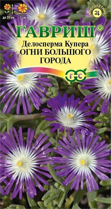 Делосперма Огни большого города 7шт ГШ