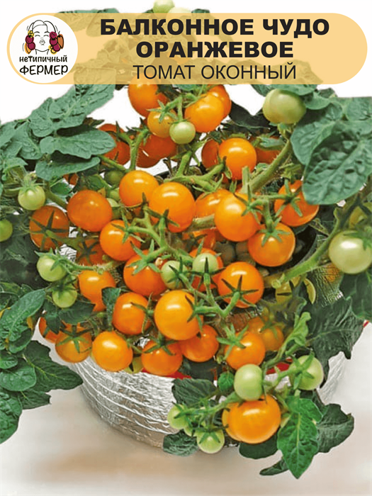 Томат Балконное чудо оранжевое (УД) Е/П [светокультура]